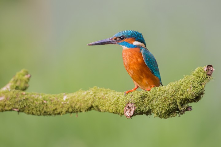 Kingfisher