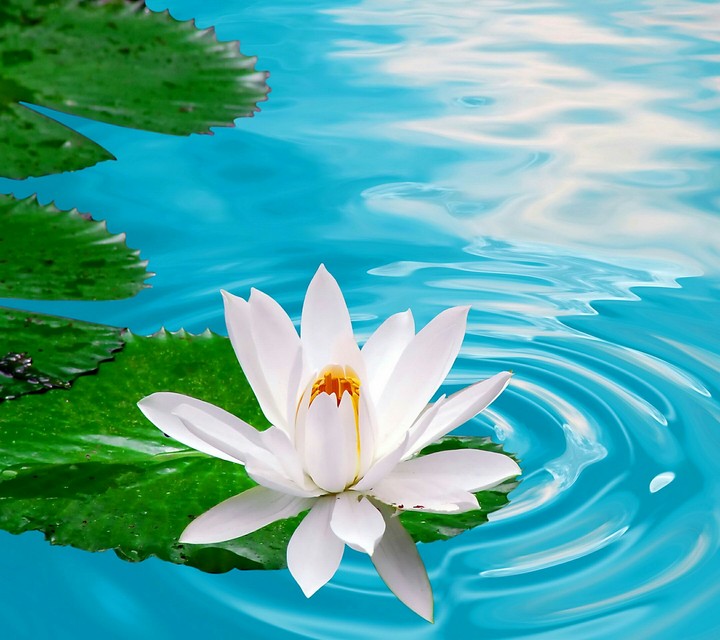 lotus