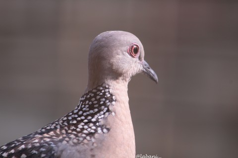 Dove
