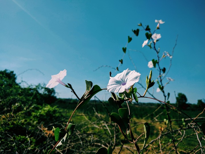 blossom 2