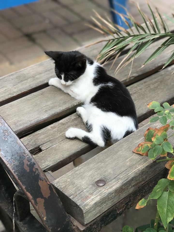 Cat in Mudanya, Turkey