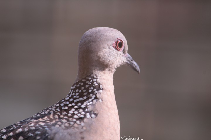 Dove