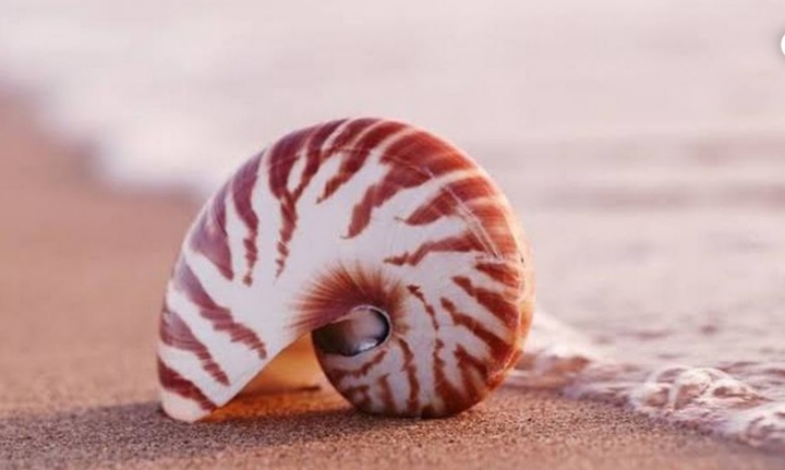Sea ​​creatures