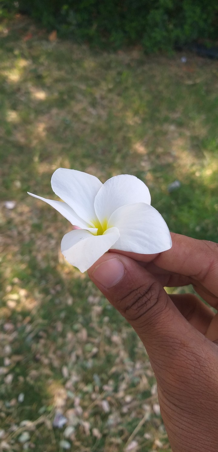 flawer