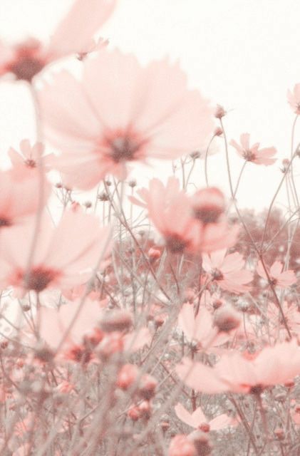 Flower Field