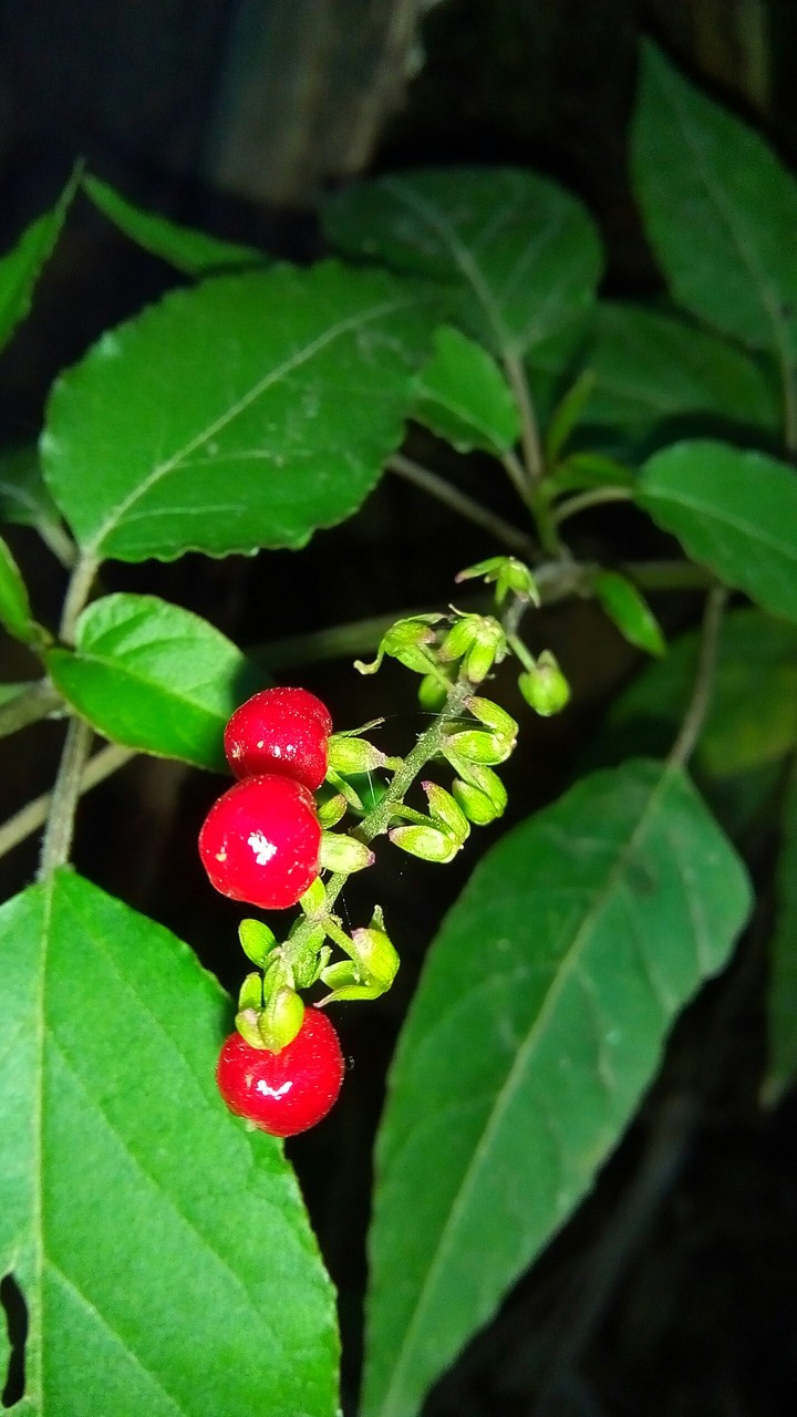 berries