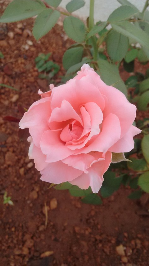 Every flower is a soul blossoming in nature...