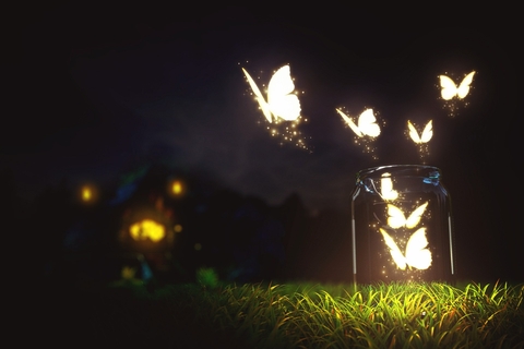 BUTTERFLY.....