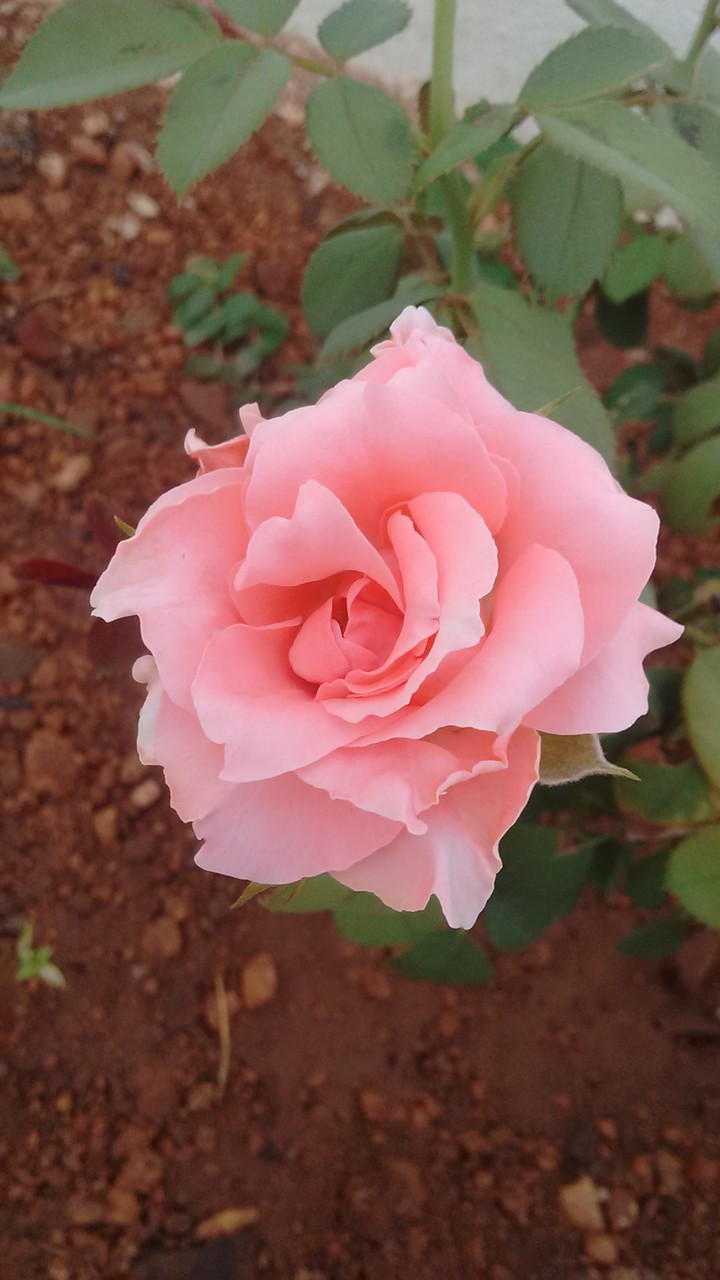 Every flower is a soul blossoming in nature...