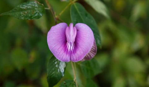 wildflower, plant wallpapers