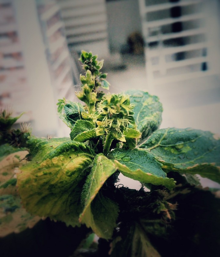 summer leaves