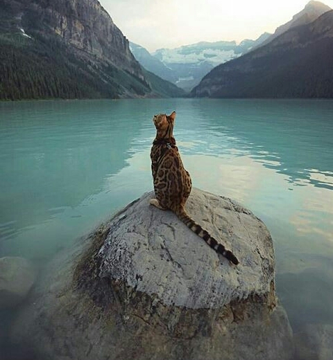 cat