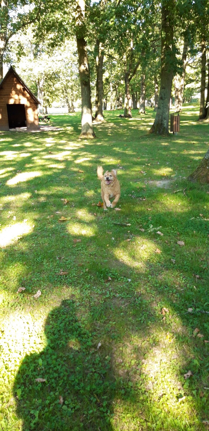 DUKE adore courir dans la  forêt