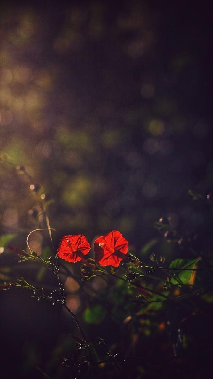 DSLR flower