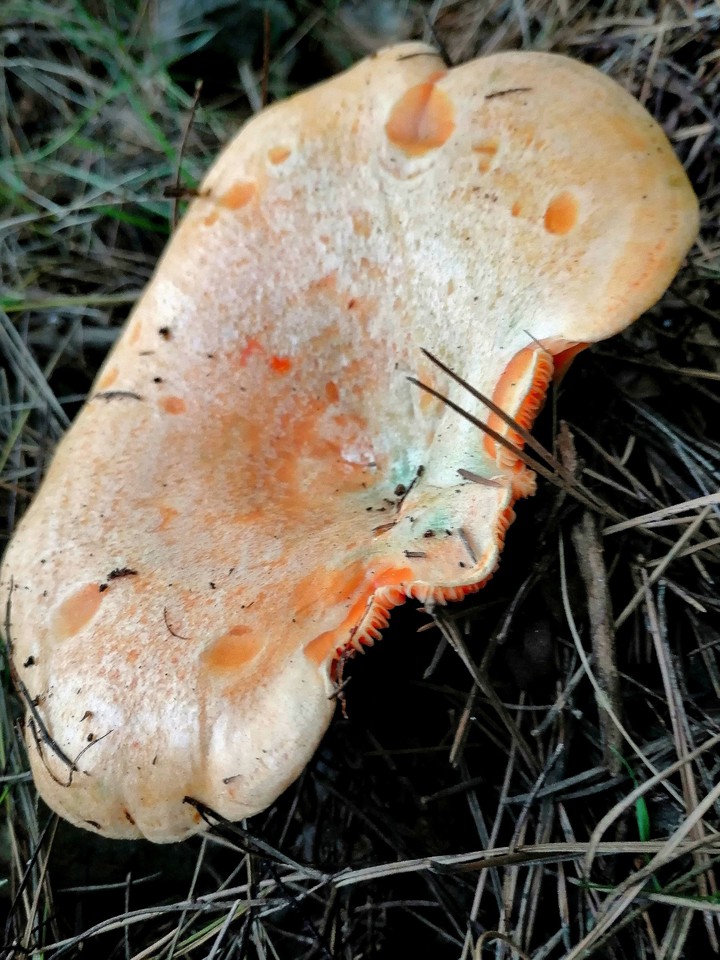 Lactarius deliciosus