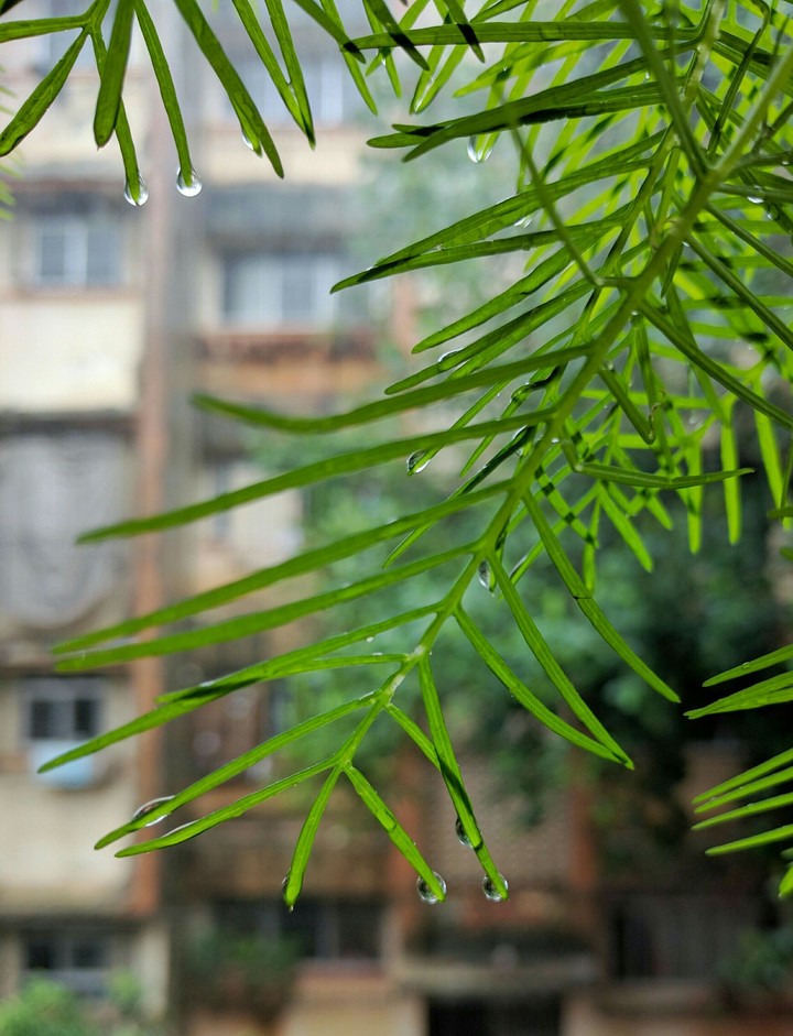 Dew Drops