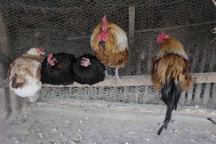 Animal