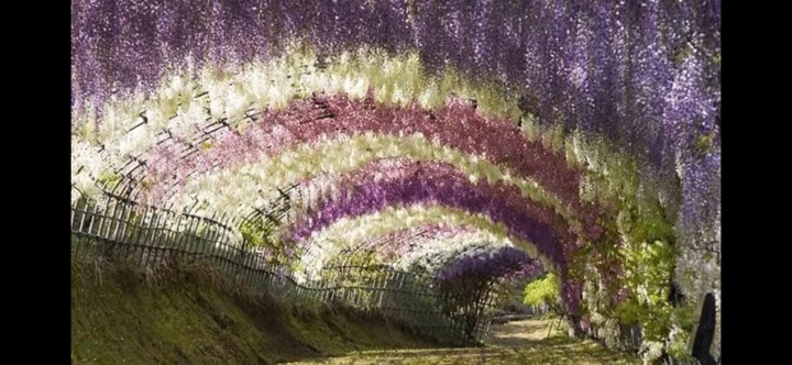 Wisteria Flower Tunnel in Japan