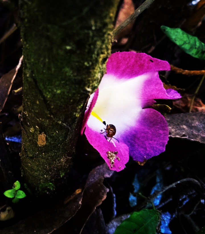 Just bloom....