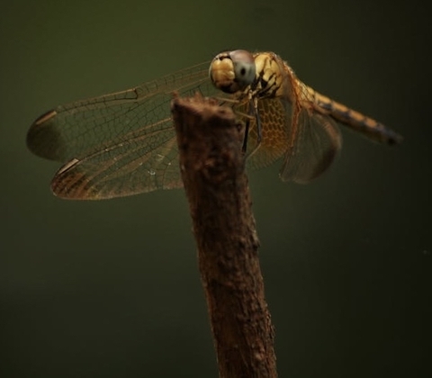 тапети dragonfly, pest