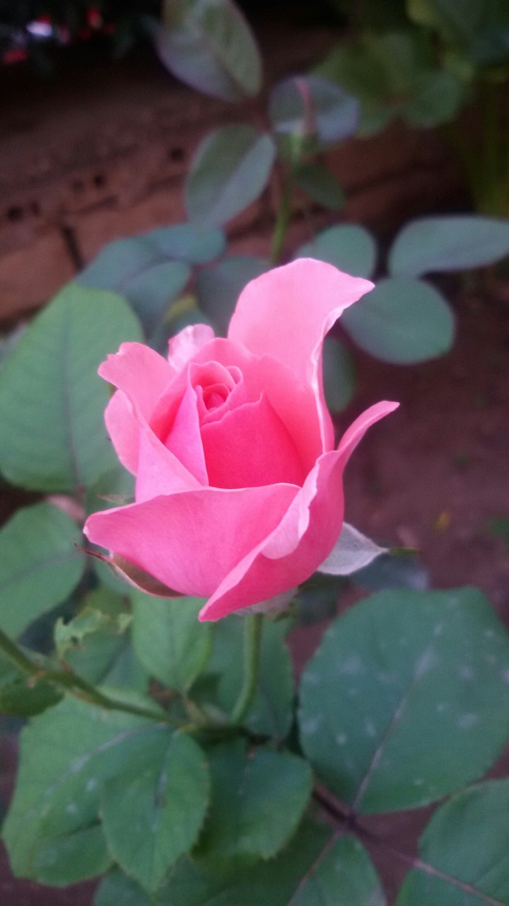 rose