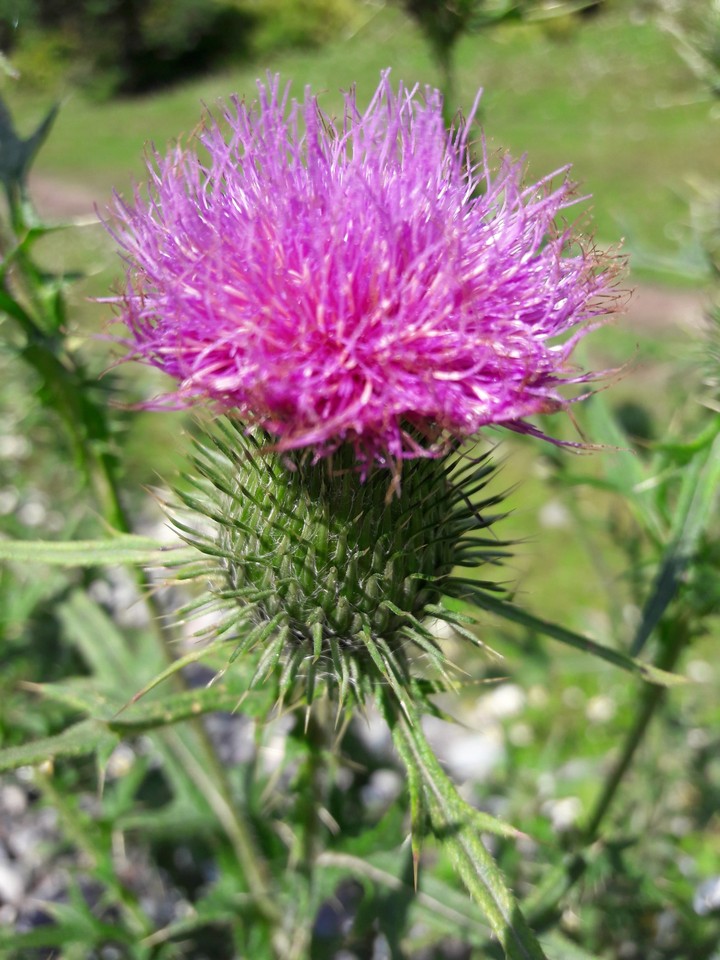Blume