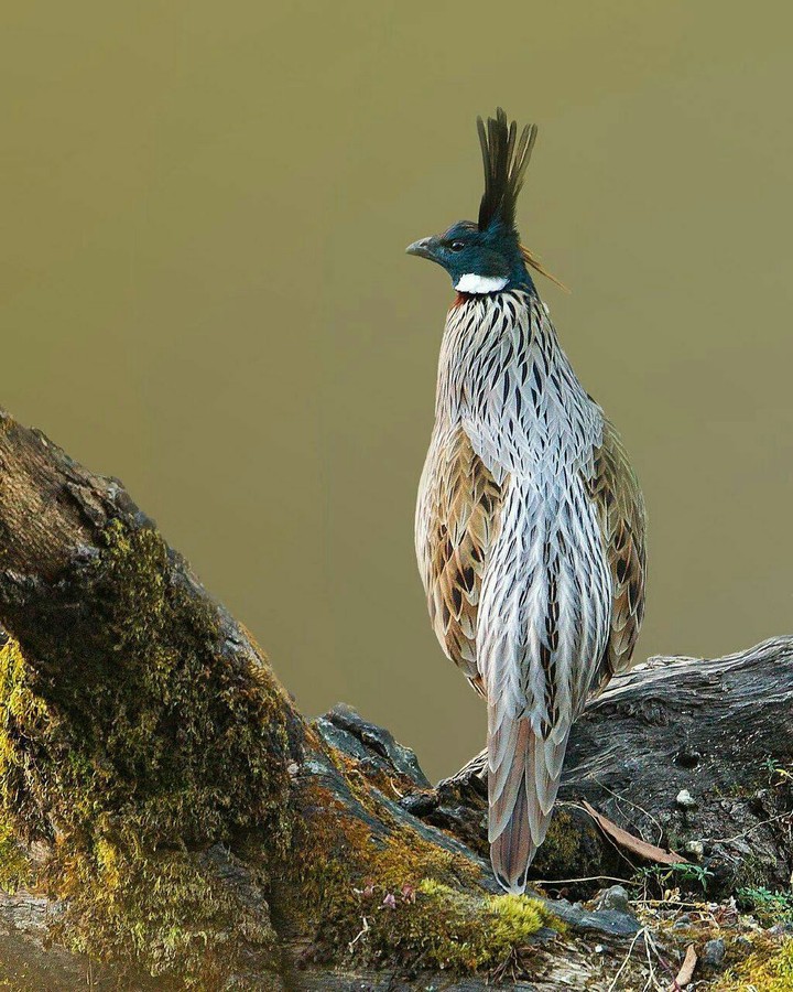 what do you call this bird ??