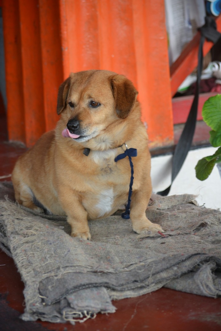 Puppy