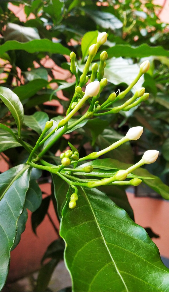 bouquet flowers' bud