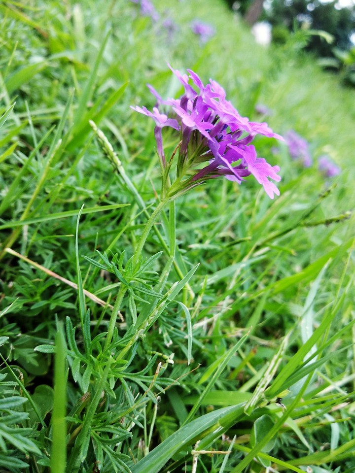 purple beauty