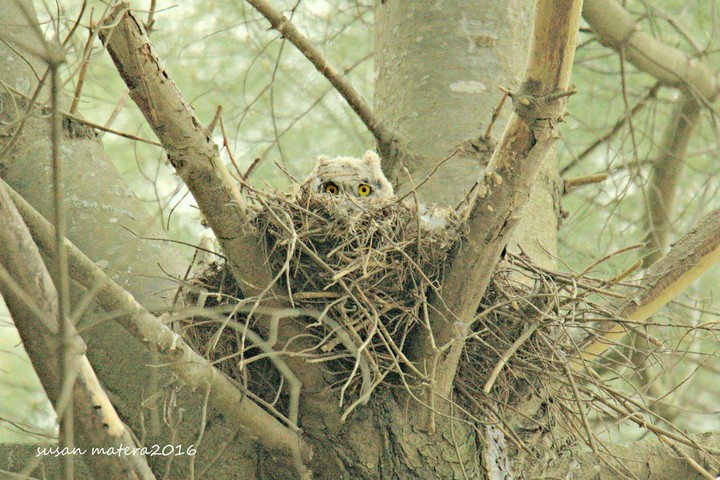 peeper owlet