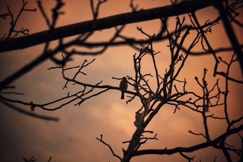 bird