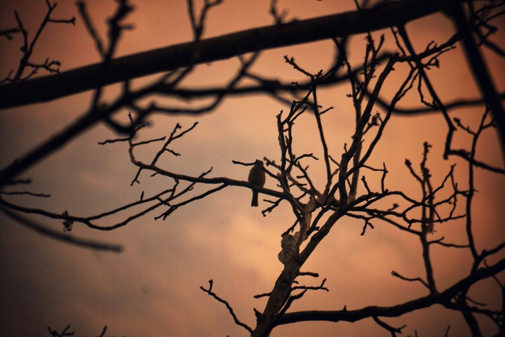 bird