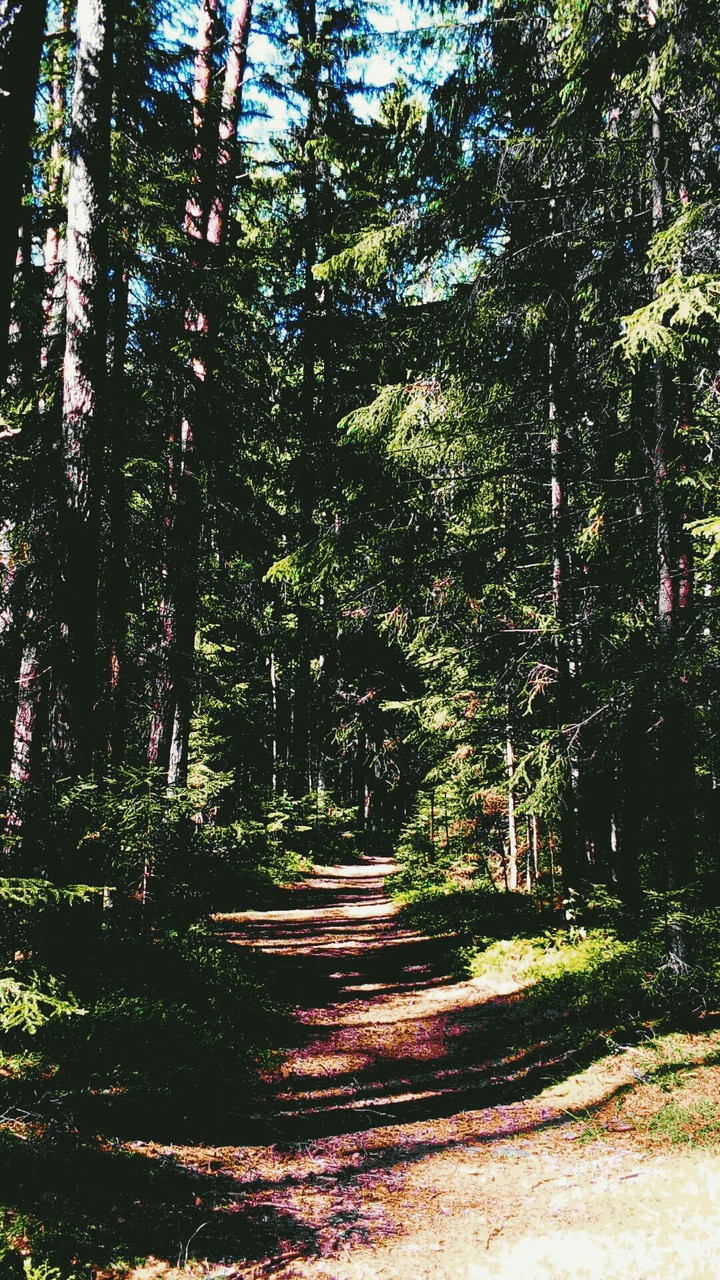 •forest