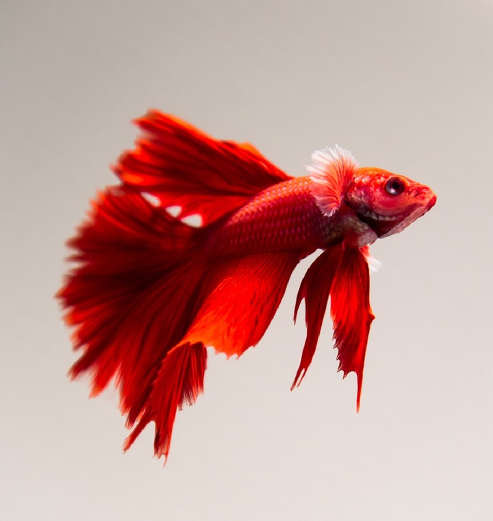 Betta_fish
