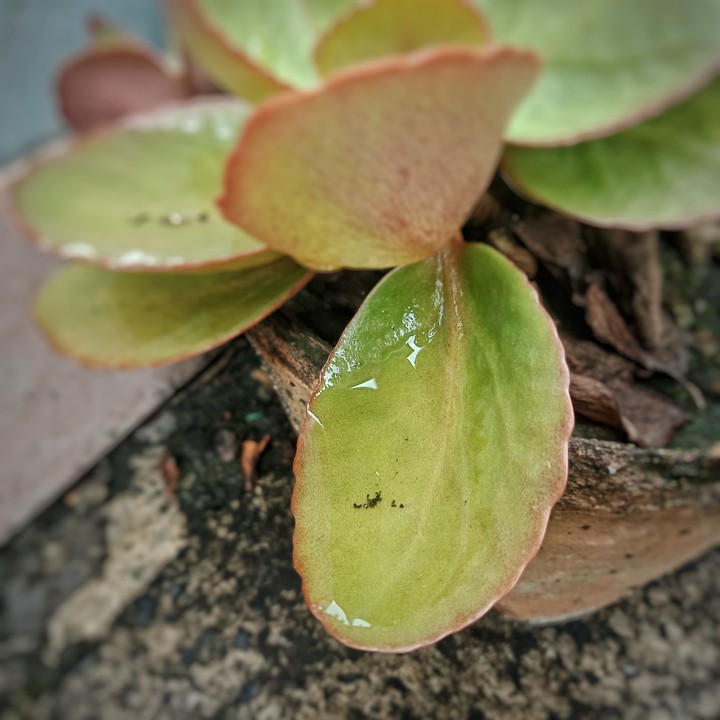#nature leaf......