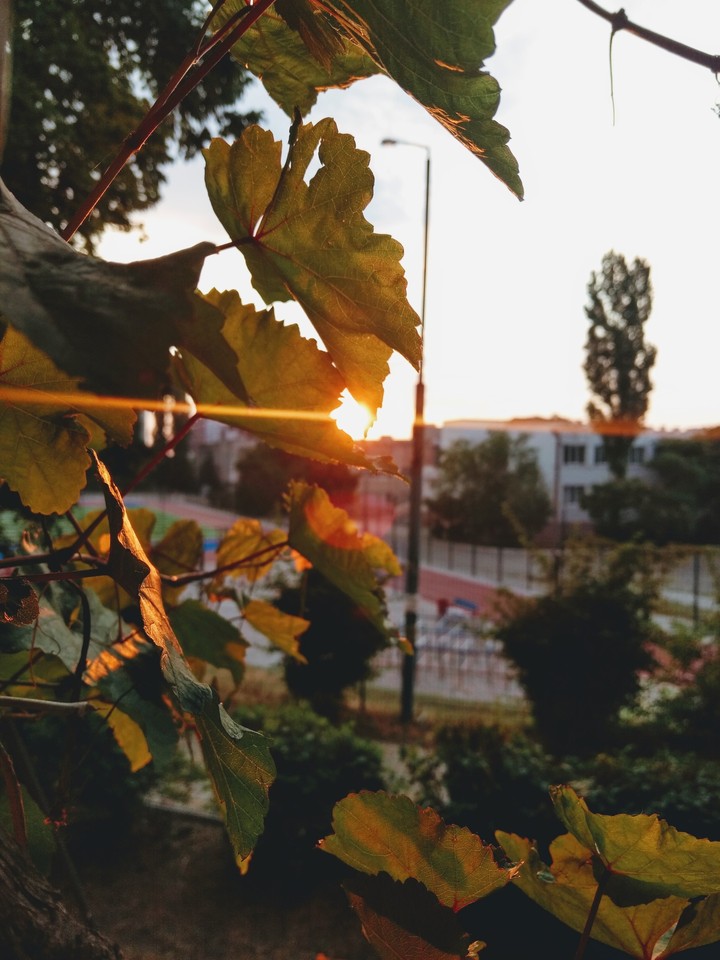 dawn