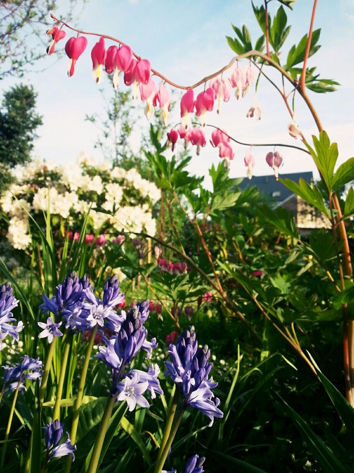 flowering garden