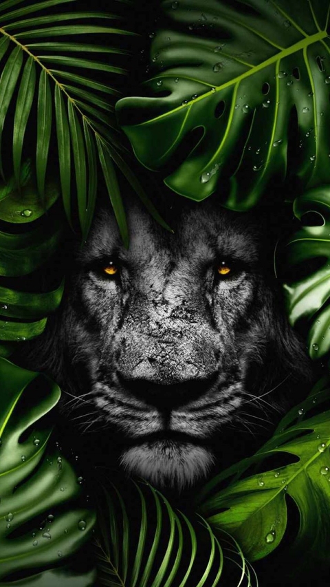 carnivores, whiskers वॉलपेपर
