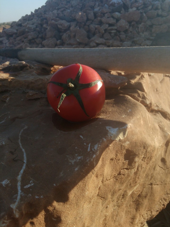 tomato