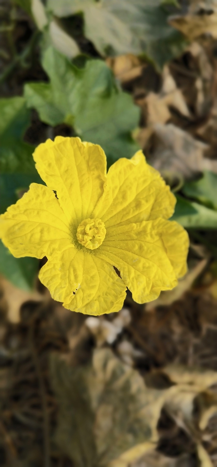 yellow flowers