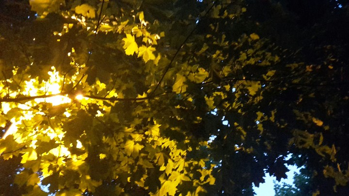 Evening walk