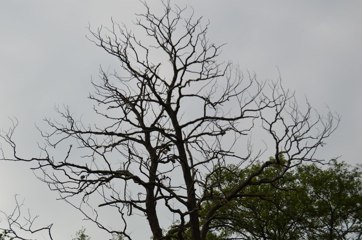 tree