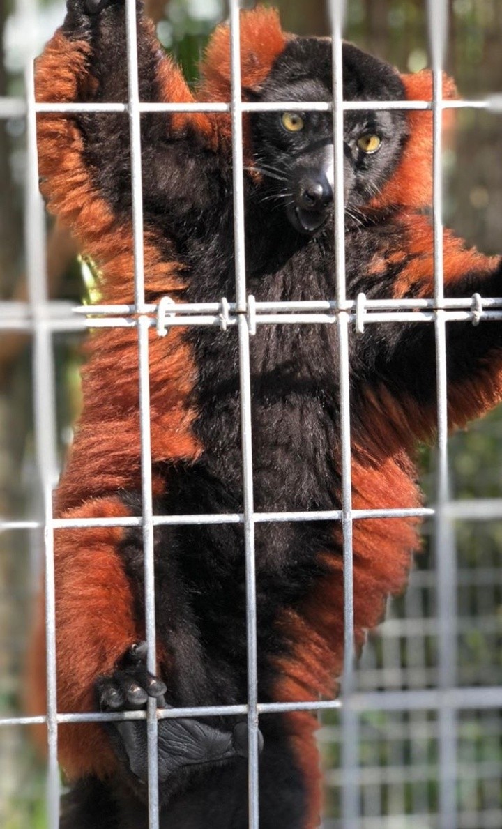 zoo
