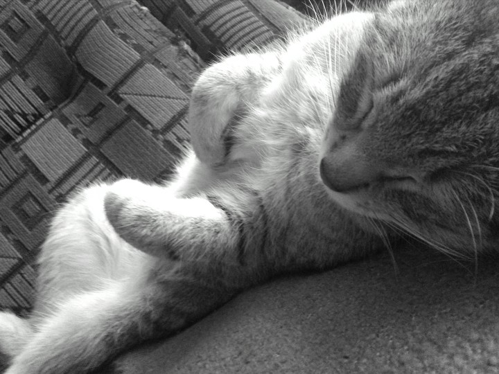 My cat