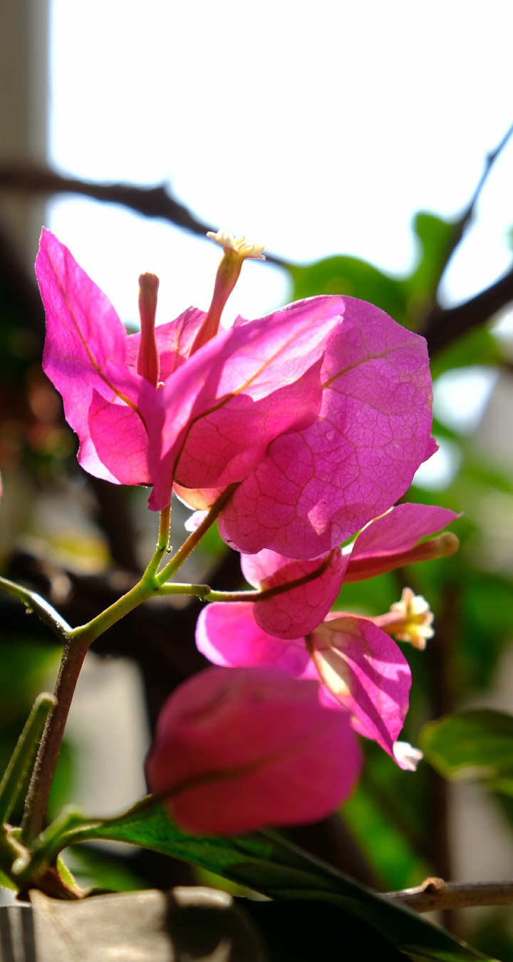 Sun kissed Bougainvillea !!!