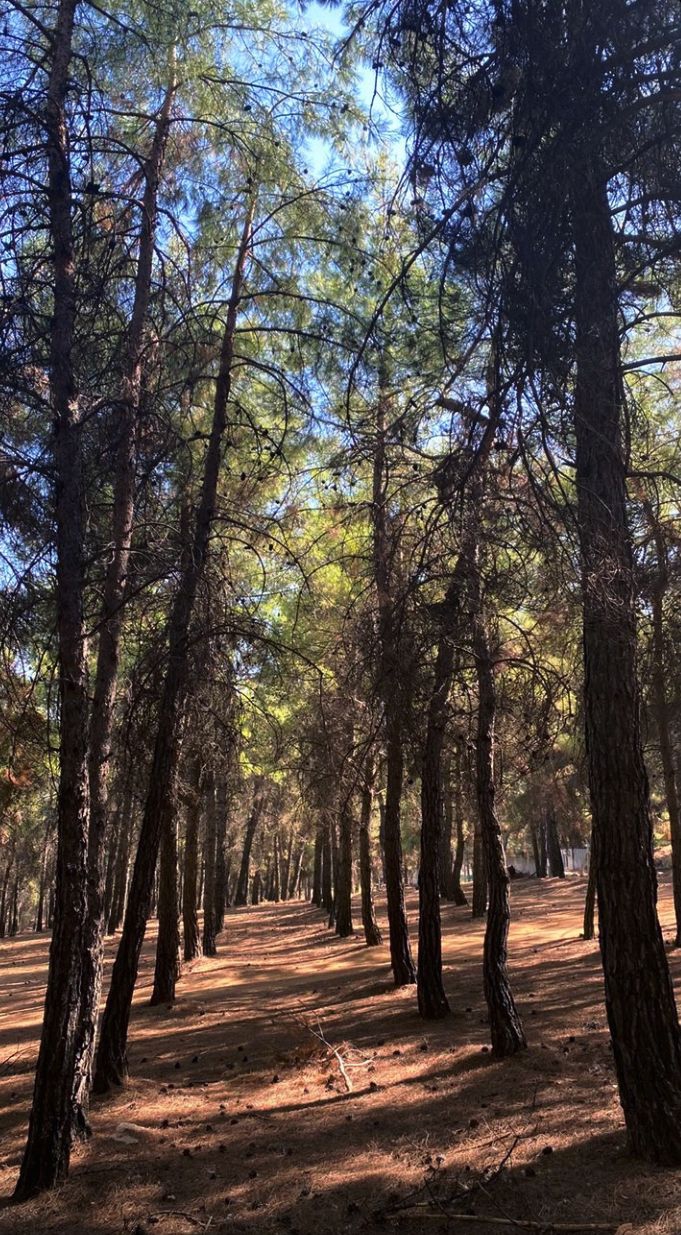 lost in the woods