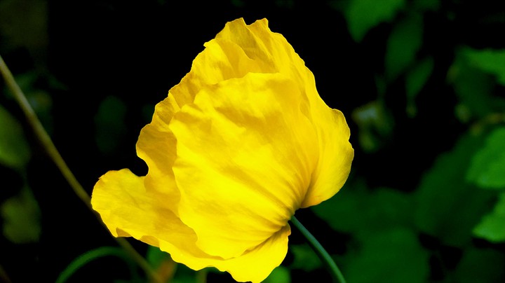 Yellow beauty