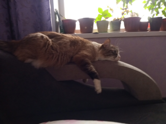 cat