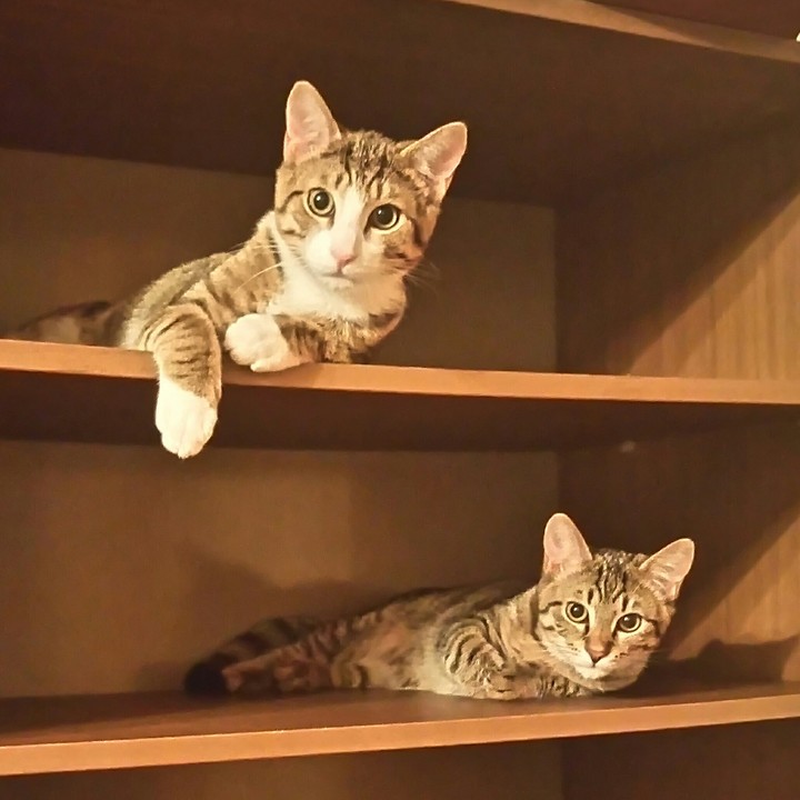 my cats